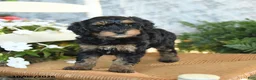 Havapoo dogs for sale: Emerald - Ad 3