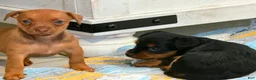 Chiweenie dogs for sale: Chiweenie 2 - Ad 4