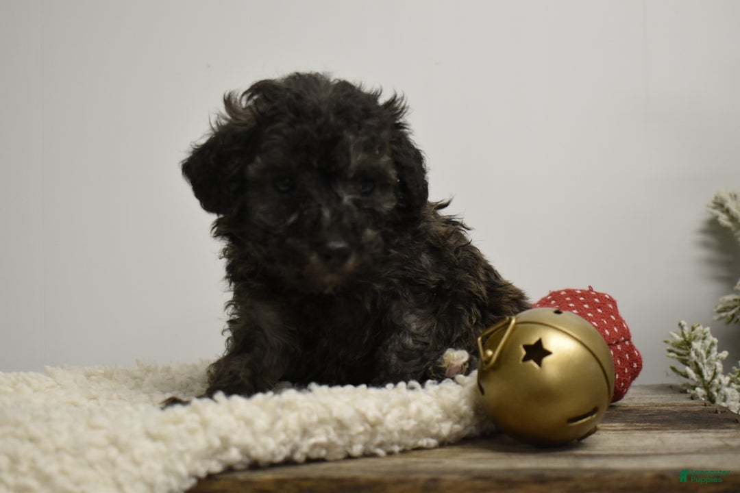 Toy Poodle dogs for sale: Brielle - Ad 3
