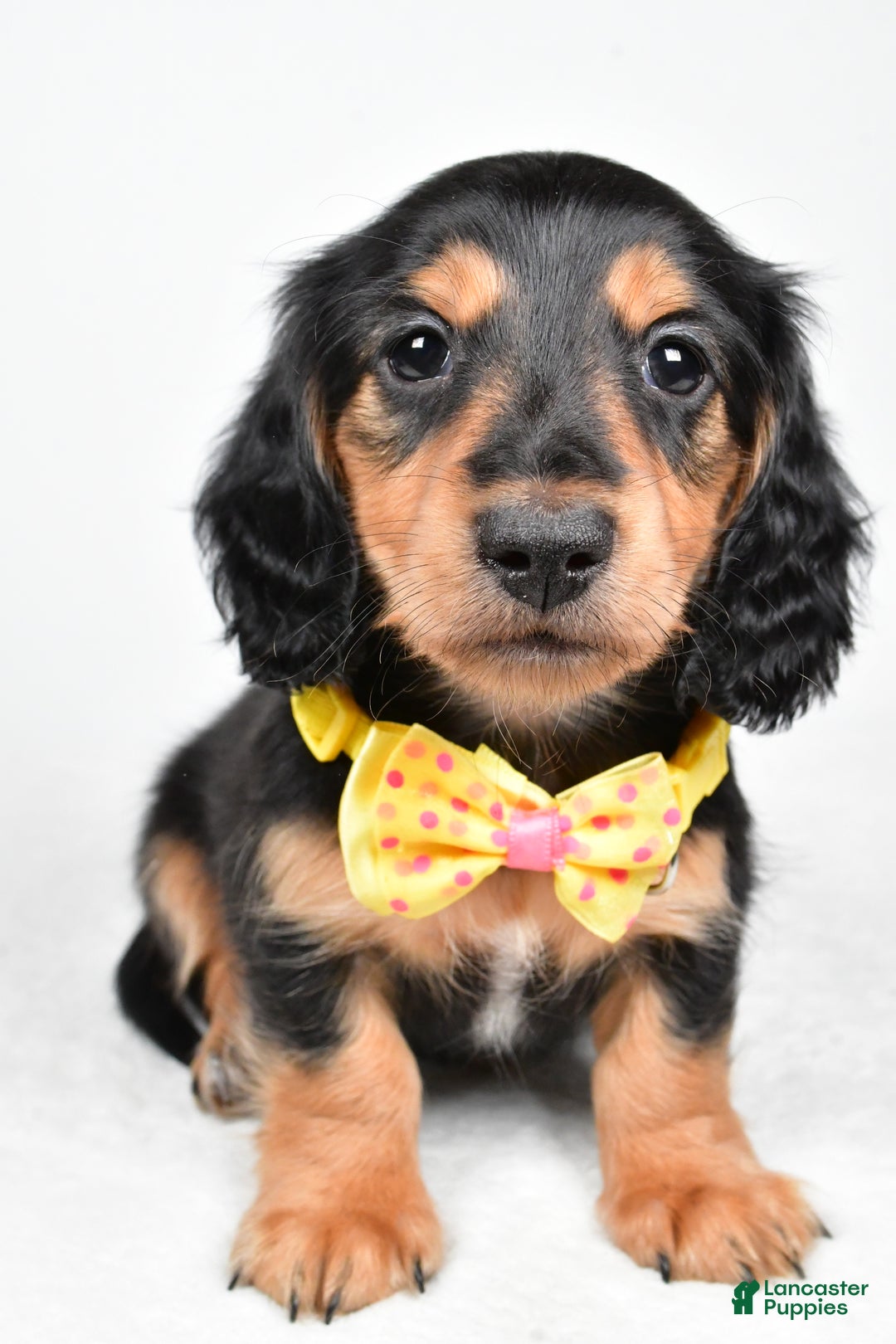 Miniature Dachshund dogs for sale: Ace - Ad 5