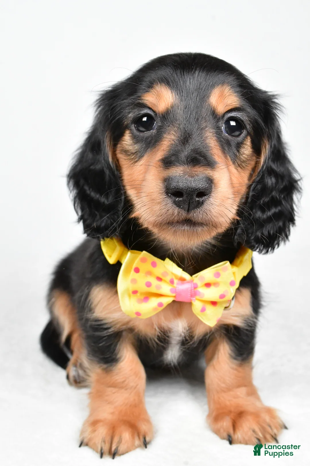 Miniature Dachshund dogs for sale: Ace - Ad 5