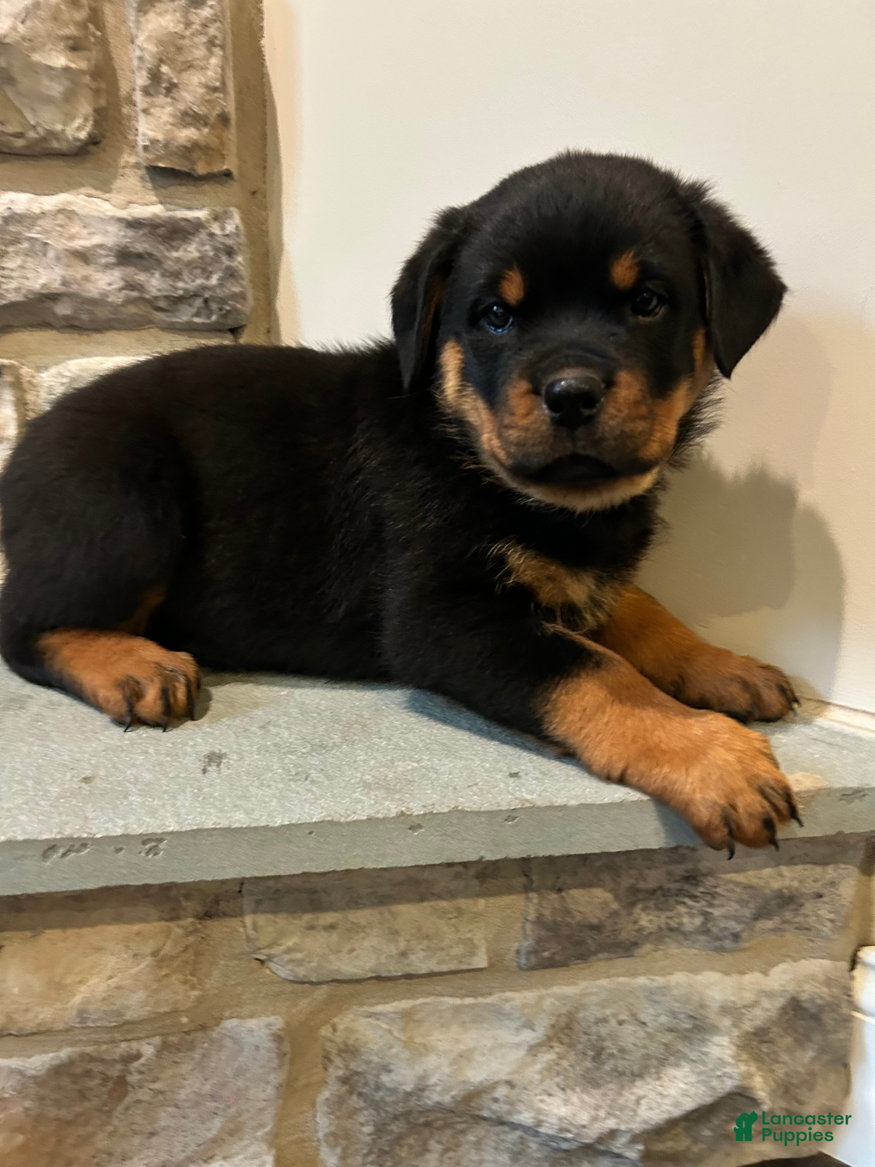 Rottweiler dogs Kitkat - Ad 1