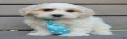 Maltipoo dogs for sale: Max - Ad 6