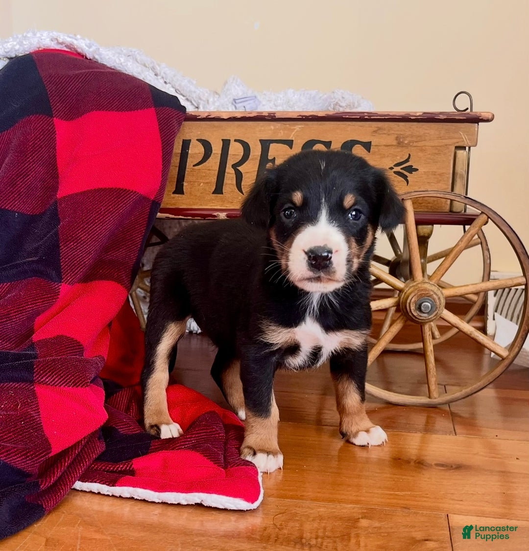 Greater Swiss Mountain Dog dogs for sale: Vera🐾❤️AKC Hip Cert🐾❤️Call 717-859-8731 - Ad 1