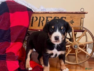 Greater Swiss Mountain Dog dogs Vera🐾❤️AKC Hip Cert🐾❤️Call 717-859-8731 - Ad 10