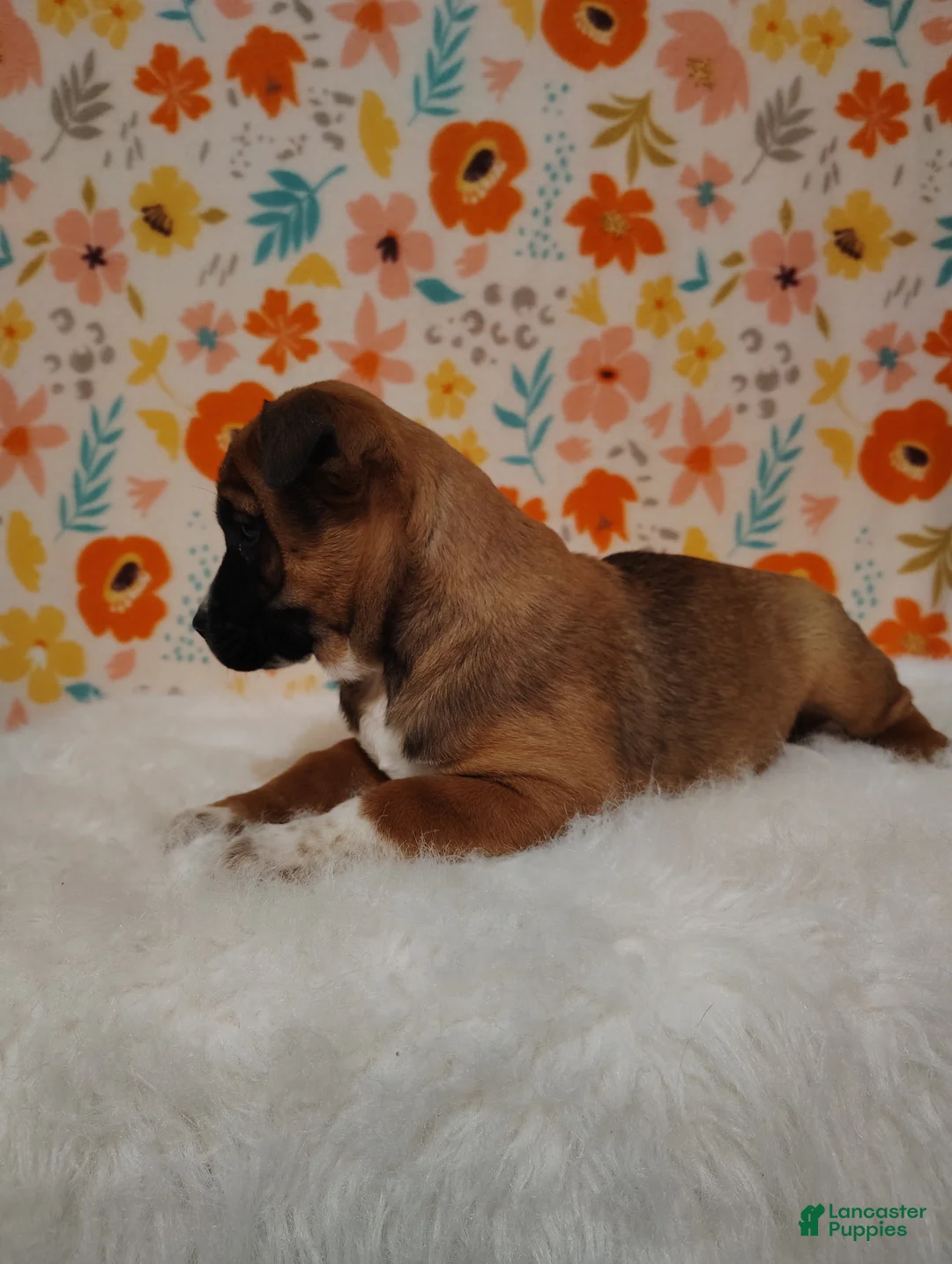Mixed Breed dogs for sale: Archie - Ad 8