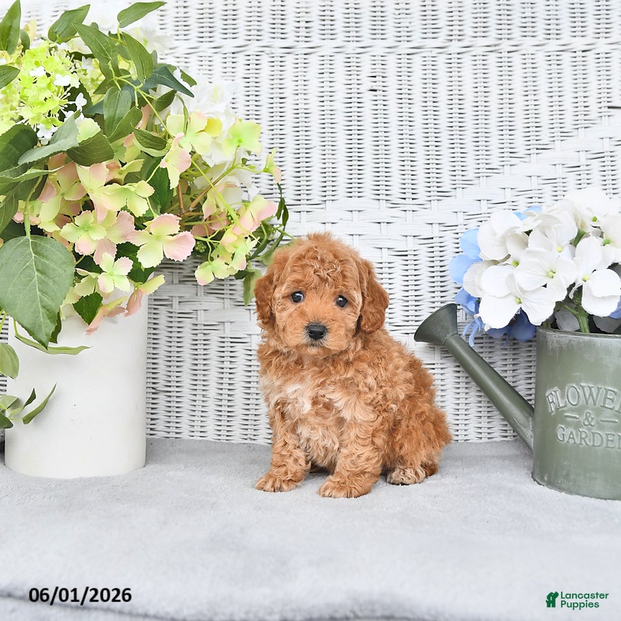 Mini Aussiedoodle dogs for sale: Carmel - Ad 4