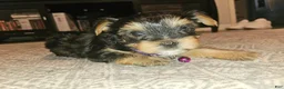Yorkshire Terrier dogs for sale: Yorkshire Terrier 1 - Ad 6