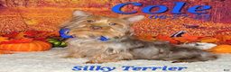 Silky Terrier dogs for sale: Cole - Ad 1