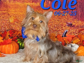 Silky Terrier dogs Cole - Ad 1