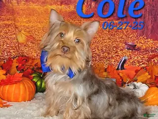 Silky Terrier dogs Cole - Ad 1