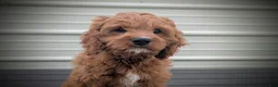 Cavapoo dogs for sale: Iceberg - Ad 11