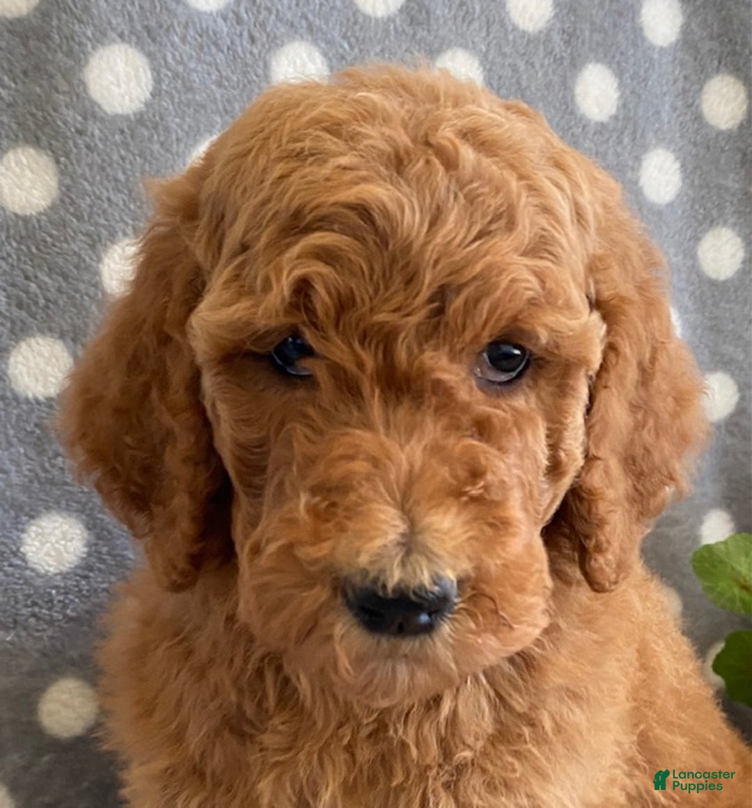 Standard Poodle dogs for sale: Jasmine - Ad 6