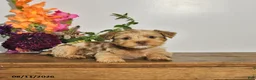 Yorkshire Terrier dogs for sale: Tilly - Ad 3