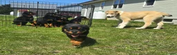 Rottweiler dogs for sale: Rottweiler Puppy 1 - Ad 5