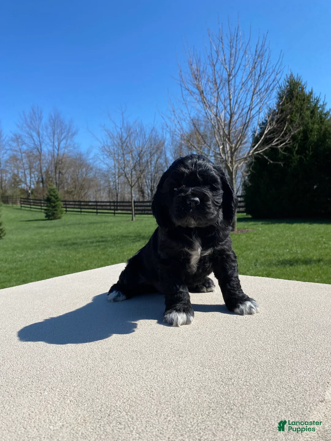 Cocker Spaniel dogs for sale: Gabby - Ad 5