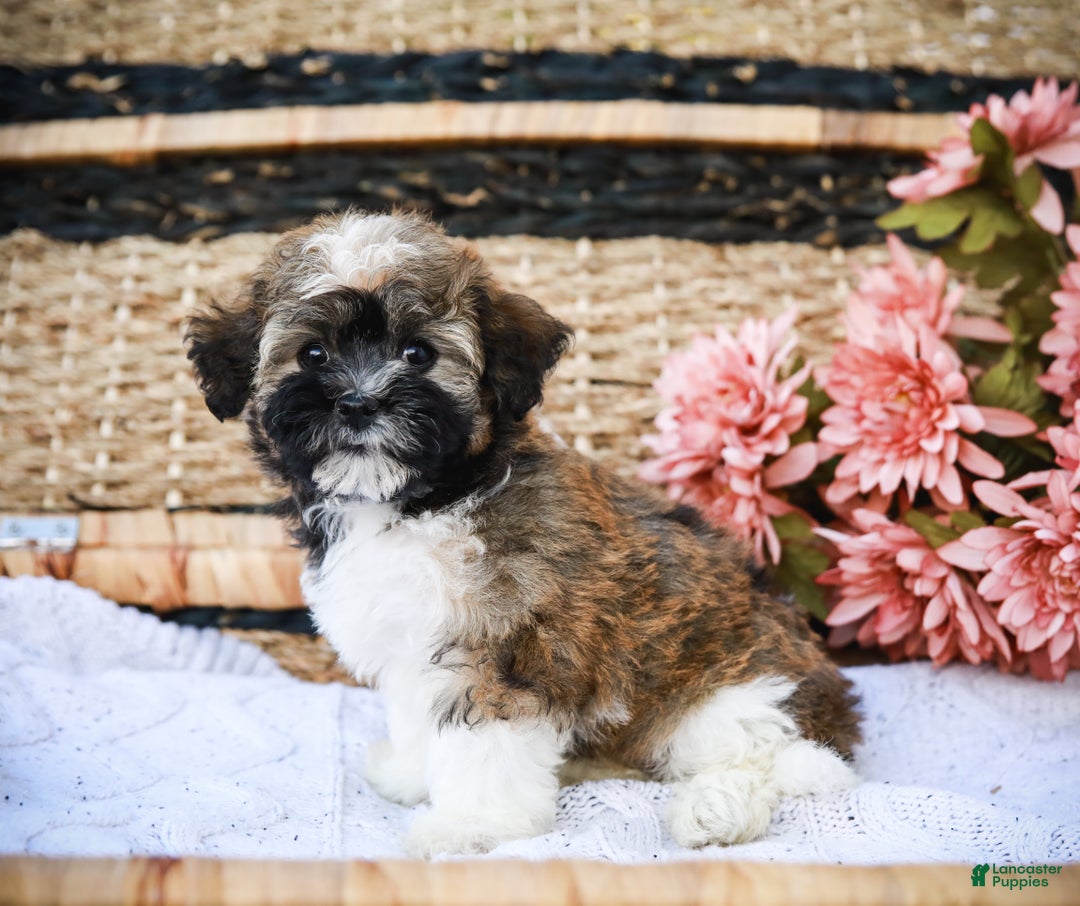 Havanese dogs for sale: Paisley (AKC)  - Ad 5