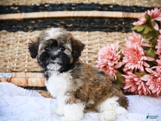 Havanese dogs - Ad 12