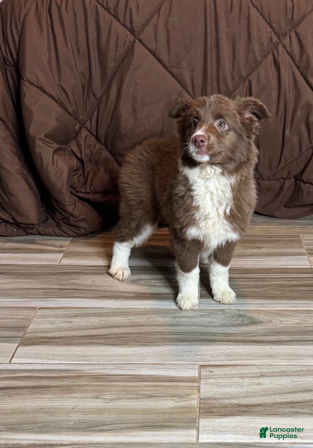 Anatolian Shepherd dogs for sale: Anatolian Shepherd Puppy 5 - Ad 1