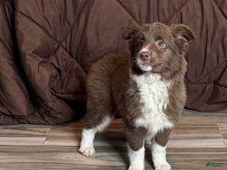 Anatolian Shepherd dogs Australian Shepherd Puppy 5 - Ad 32