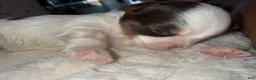Yorkshire Terrier dogs for sale: Cookies and Cream - Ad 4