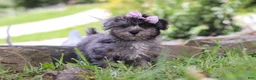 Yorkiepoo dogs for sale: Stella - Ad 4