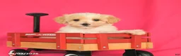 Maltipoo dogs for sale: Oliver - Ad 3