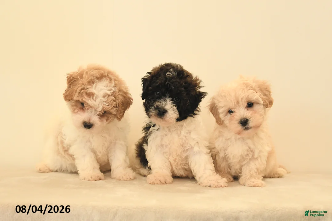 Teddy Bear dogs for sale: Hershey - Ad 3