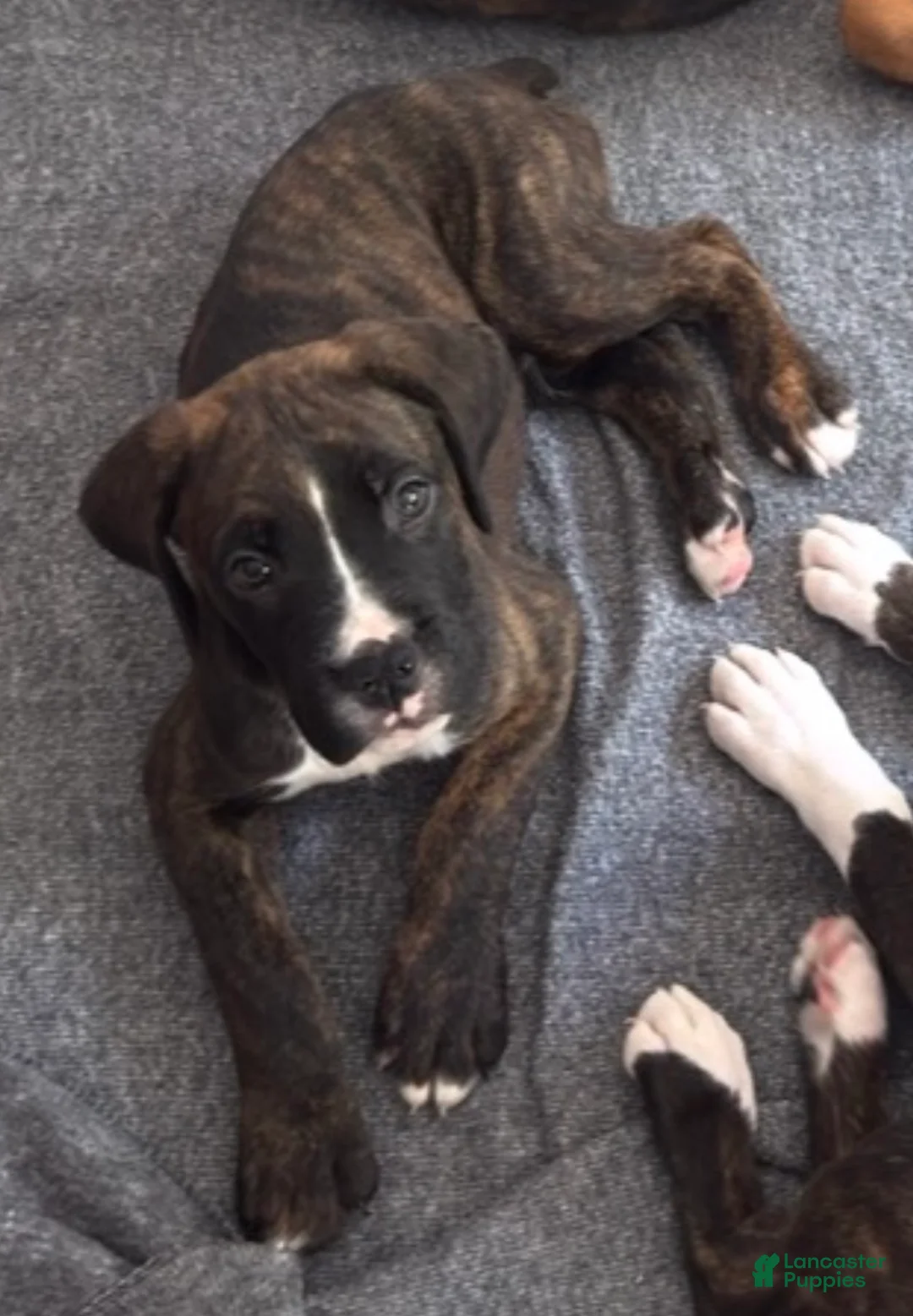 Mixed Breed dogs for sale: Boxenese Boy 2 - Ad 2