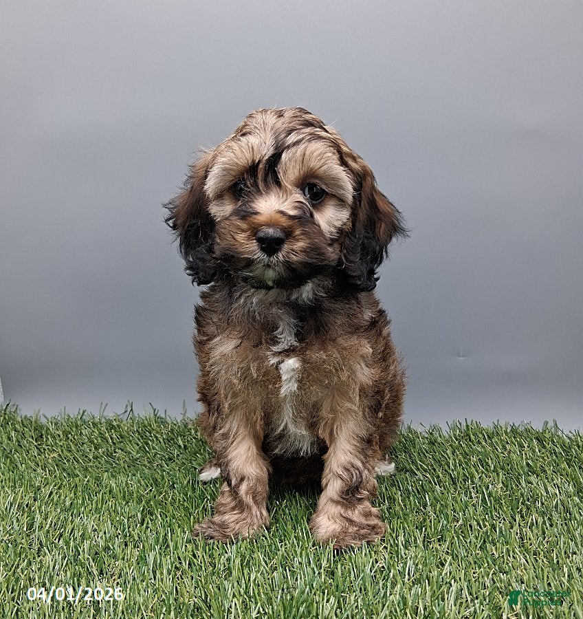 Cockapoo dogs Grace - Ad 2