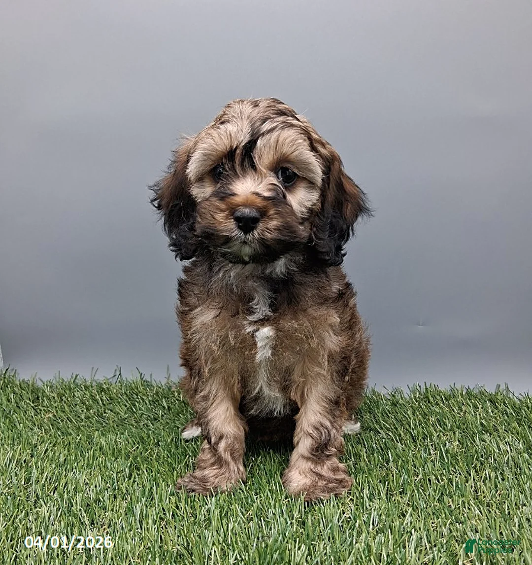 Cockapoo dogs for sale: Grace - Ad 2
