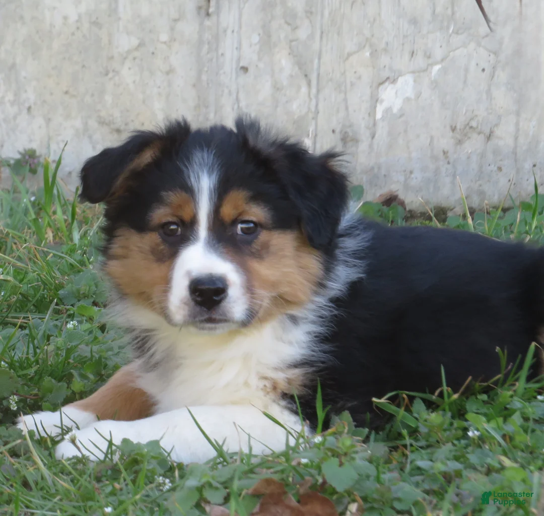 Australian Shepherd dogs for sale: Onyx - Ad 1