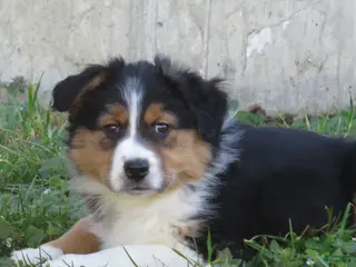 Australian Shepherd dogs for sale: Onyx - Ad 1