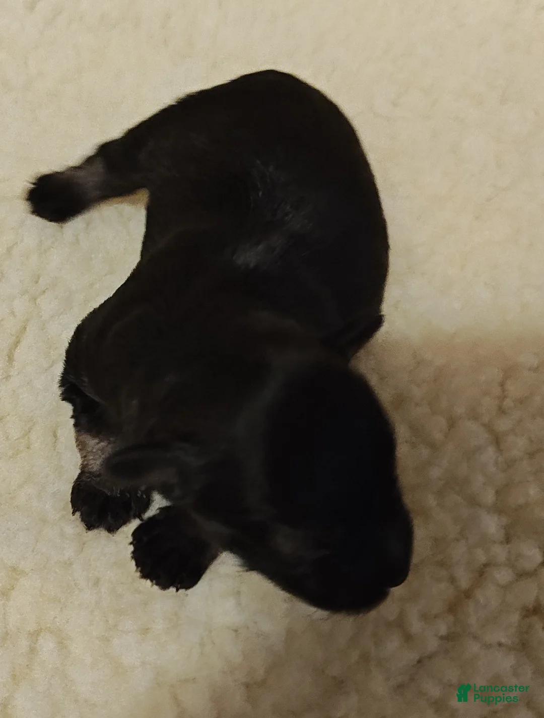Miniature Schnauzer dogs for sale: Girl 1 - Ad 2