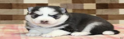 Pomsky dogs for sale: Missy - Ad 3