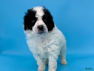 Miniature Poodle dogs Stuffing - Ad 20