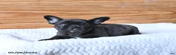 French Bulldog dogs for sale: Hickory - Ad 2