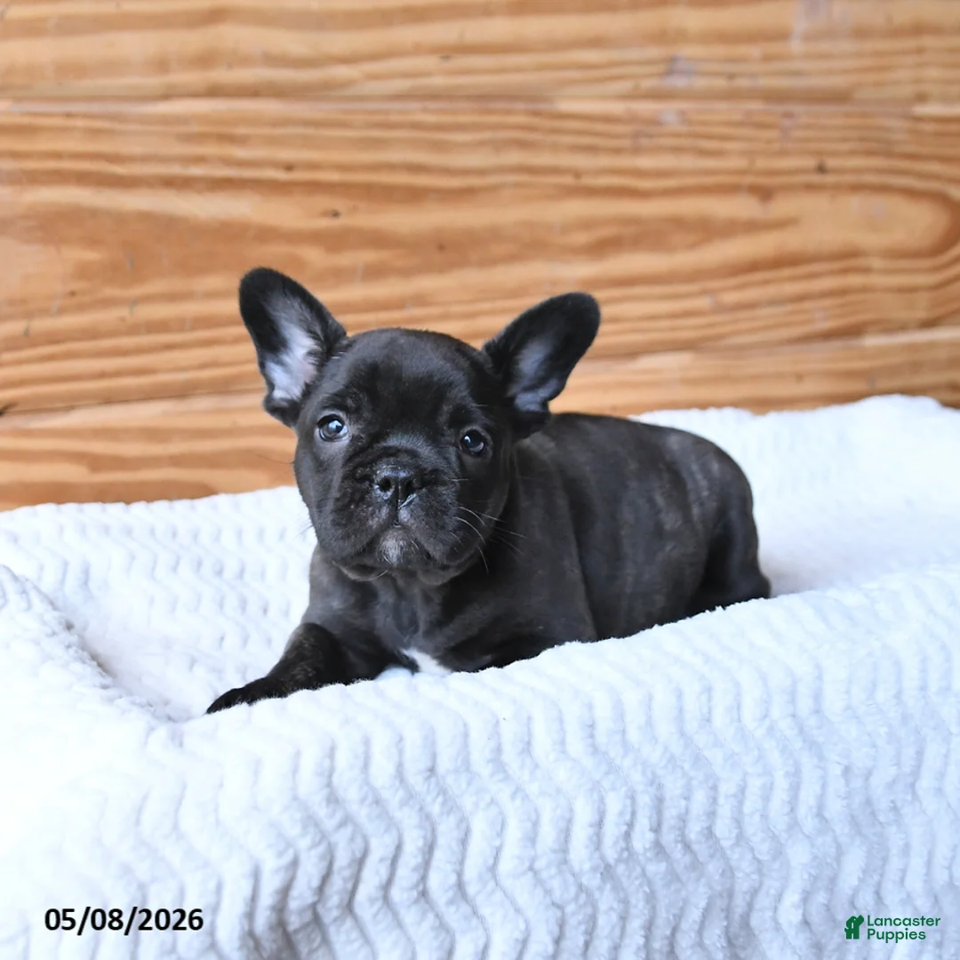 French Bulldog dogs for sale: Hickory - Ad 2