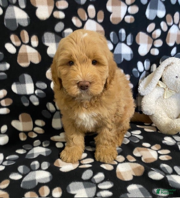 Goldendoodle dogs Mason- genetic clear parents - Ad 1