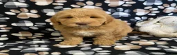 Goldendoodle dogs for sale: Mason- genetic clear parents - Ad 1