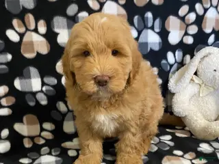 Goldendoodle dogs for sale: Mason- genetic clear parents - Ad 1