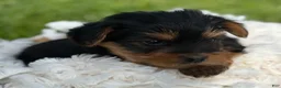 Yorkshire Terrier dogs for sale: Mocha - Ad 9