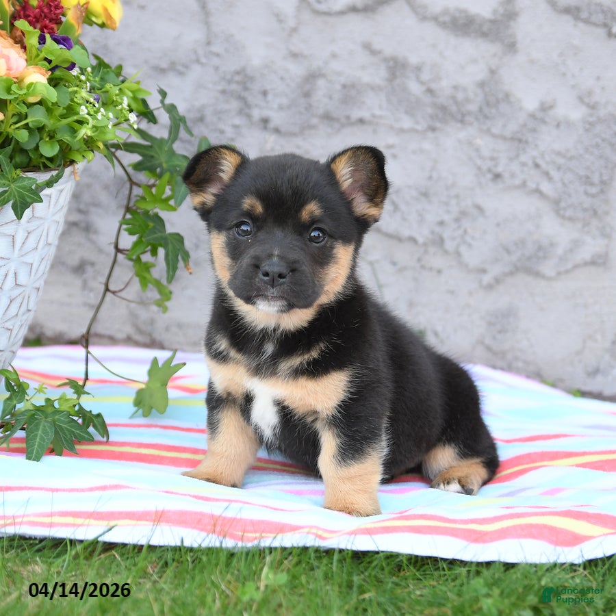 Mixed Breed dogs London - Ad 2