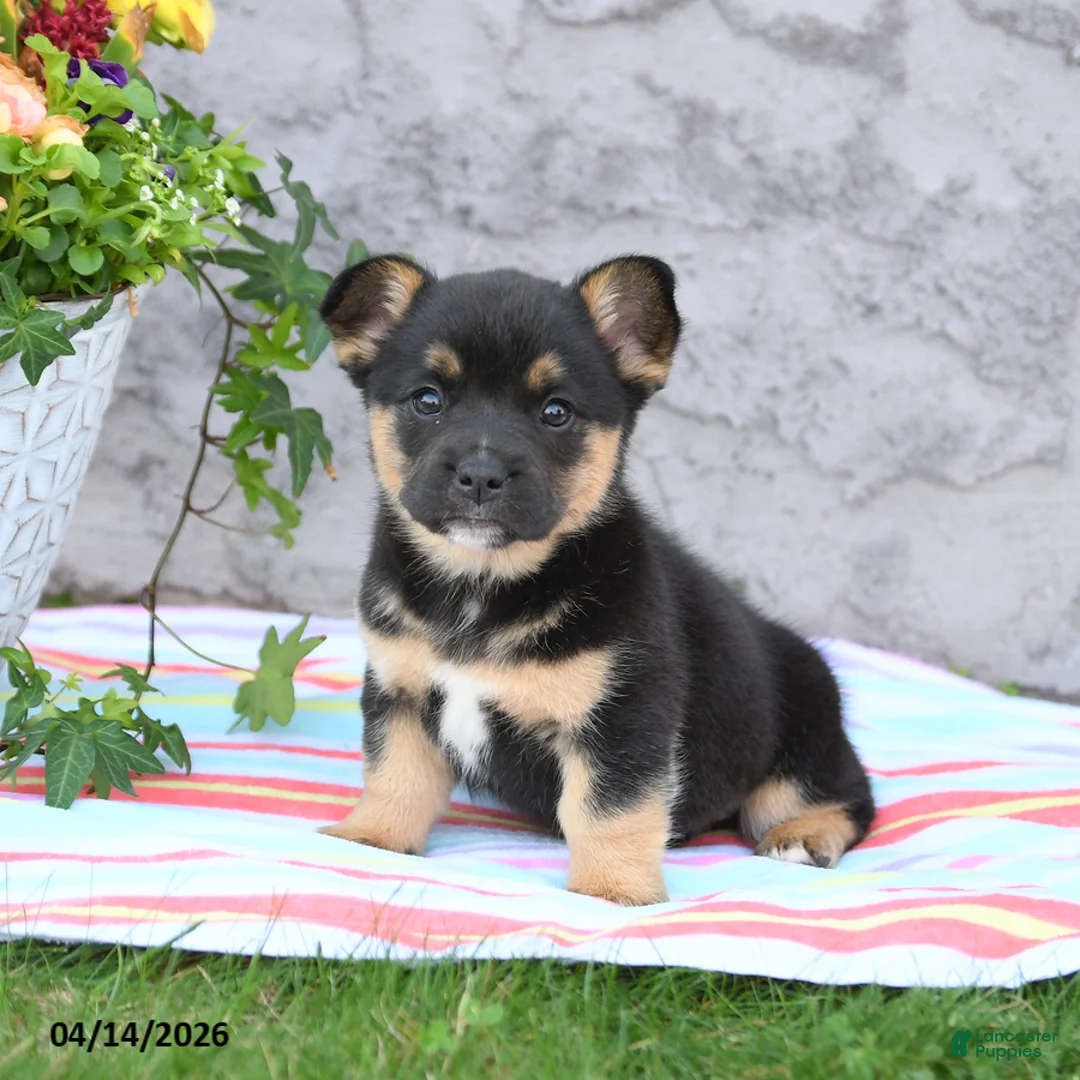 Mixed Breed dogs for sale: London - Ad 2