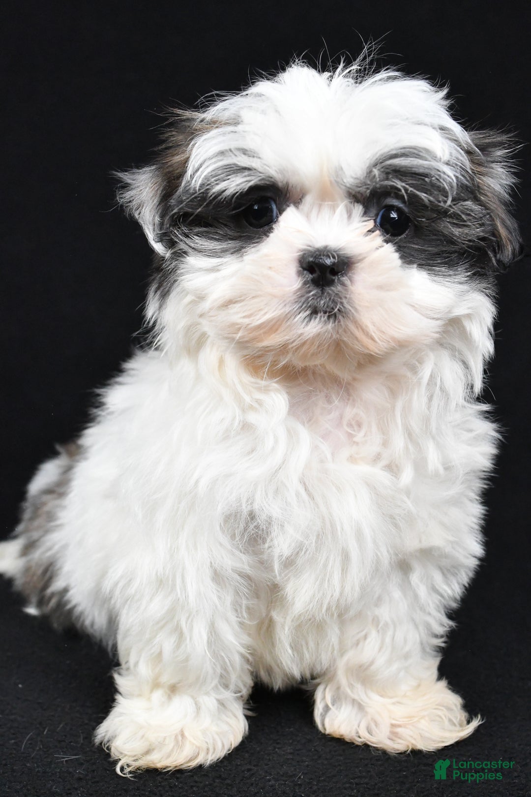 Shih Tzu dogs for sale: Benny - Ad 1