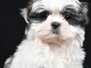 Shih Tzu dogs Benny - Ad 2