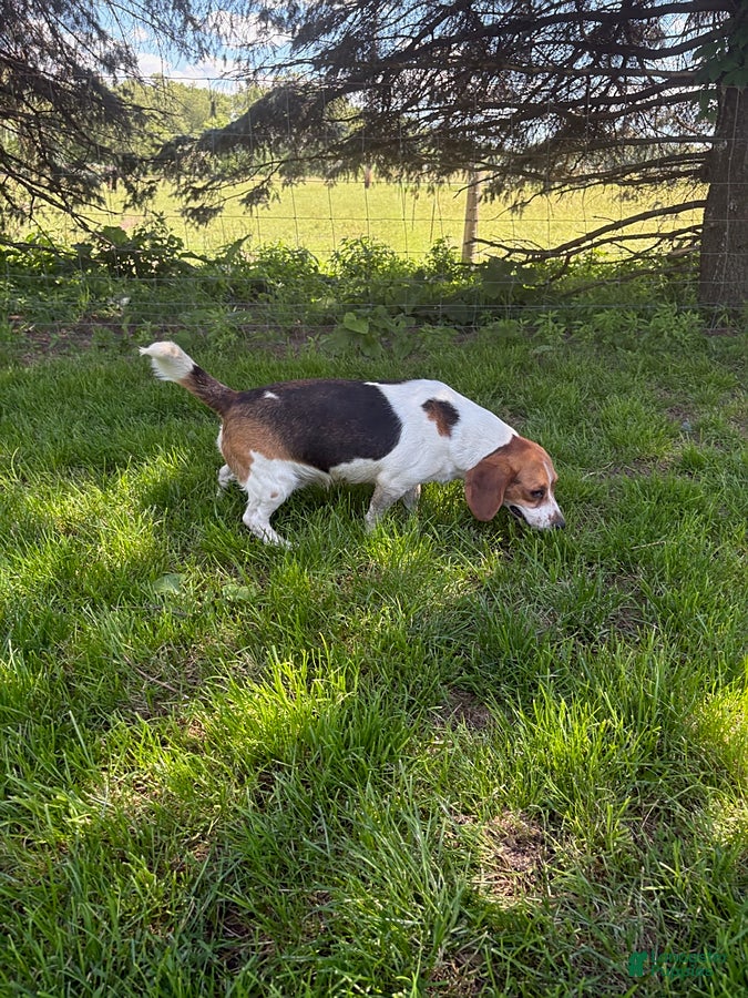 Beagle dogs Ranger - Ad 2