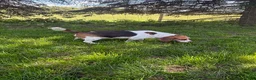 Beagle dogs for sale: Ranger - Ad 2