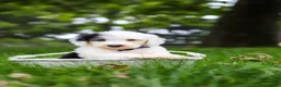 Sheepadoodle dogs for sale: Thomas - Ad 8