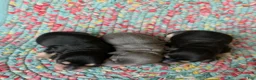 Dachshund dogs for sale: Rudy black and cream - Ad 4